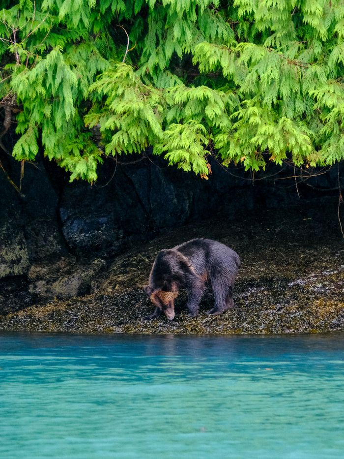 A grizzly bear eating muscles on the beach.